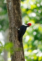 Datel indomalajsky - Dryocopus javensis - White-bellied Woodpecker o0450